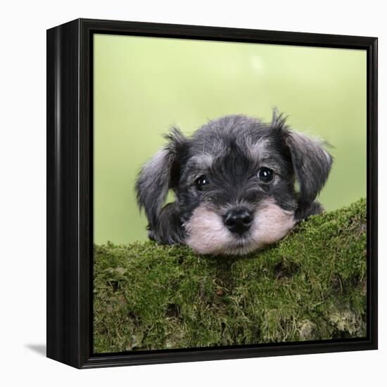 Miniature Schnauzer Puppy (6 Weeks Old) on a Mossy Log-null-Framed Premier Image Canvas