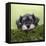 Miniature Schnauzer Puppy (6 Weeks Old) on a Mossy Log-null-Framed Premier Image Canvas