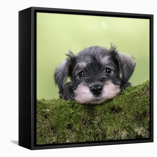 Miniature Schnauzer Puppy (6 Weeks Old) on a Mossy Log-null-Framed Premier Image Canvas