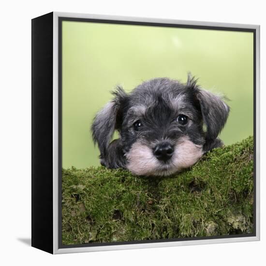 Miniature Schnauzer Puppy (6 Weeks Old) on a Mossy Log-null-Framed Premier Image Canvas