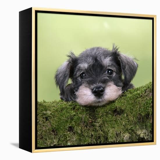 Miniature Schnauzer Puppy (6 Weeks Old) on a Mossy Log-null-Framed Premier Image Canvas