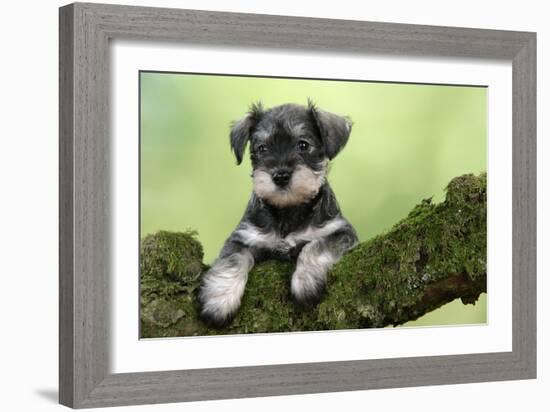 Miniature Schnauzer Puppy (6 Weeks Old) on a Mossy Log-null-Framed Photographic Print