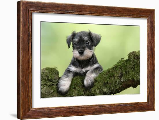 Miniature Schnauzer Puppy (6 Weeks Old) on a Mossy Log-null-Framed Photographic Print