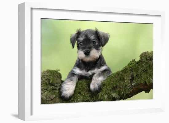 Miniature Schnauzer Puppy (6 Weeks Old) on a Mossy Log-null-Framed Photographic Print