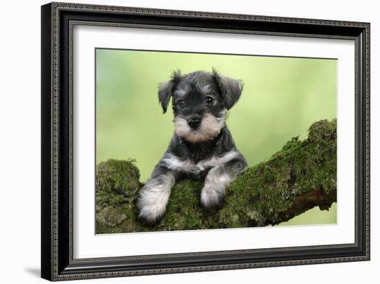 Miniature Schnauzer Puppy (6 Weeks Old) on a Mossy Log-null-Framed Photographic Print