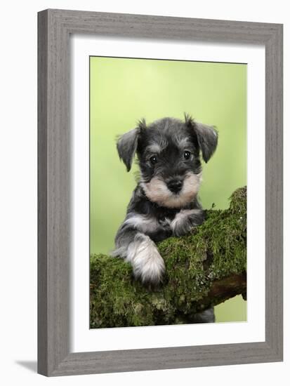 Miniature Schnauzer Puppy (6 Weeks Old) on a Mossy Log-null-Framed Photographic Print