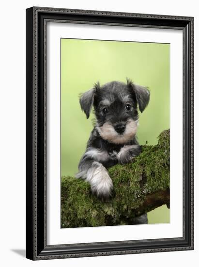 Miniature Schnauzer Puppy (6 Weeks Old) on a Mossy Log-null-Framed Photographic Print