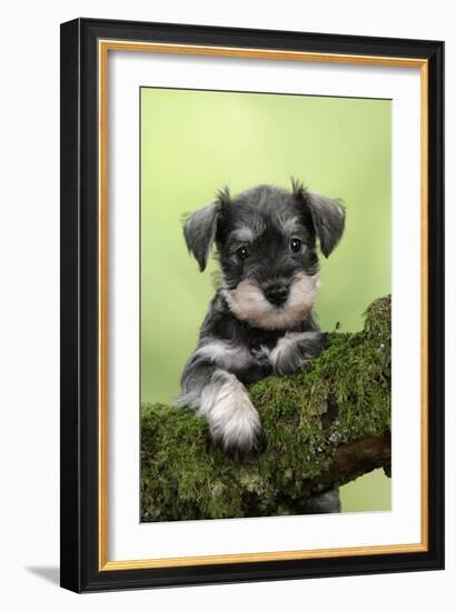 Miniature Schnauzer Puppy (6 Weeks Old) on a Mossy Log-null-Framed Photographic Print