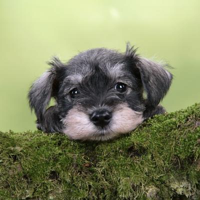 6 week old schnauzer puppies