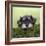 Miniature Schnauzer Puppy (6 Weeks Old) on a Mossy Log-null-Framed Photographic Print