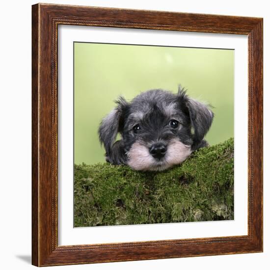 Miniature Schnauzer Puppy (6 Weeks Old) on a Mossy Log-null-Framed Photographic Print