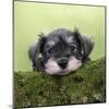 Miniature Schnauzer Puppy (6 Weeks Old) on a Mossy Log-null-Mounted Photographic Print