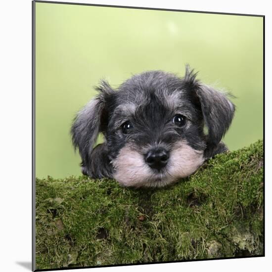 Miniature Schnauzer Puppy (6 Weeks Old) on a Mossy Log-null-Mounted Photographic Print