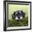 Miniature Schnauzer Puppy (6 Weeks Old) on a Mossy Log-null-Framed Photographic Print