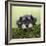 Miniature Schnauzer Puppy (6 Weeks Old) on a Mossy Log-null-Framed Photographic Print