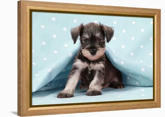Miniature Schnauzer Puppy (6 Weeks Old)-null-Framed Premier Image Canvas