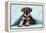 Miniature Schnauzer Puppy (6 Weeks Old)-null-Framed Premier Image Canvas