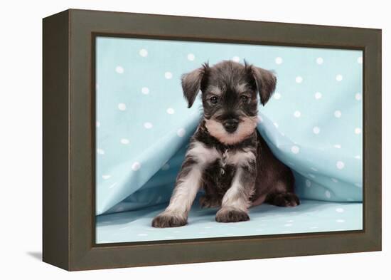 Miniature Schnauzer Puppy (6 Weeks Old)-null-Framed Premier Image Canvas