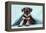 Miniature Schnauzer Puppy (6 Weeks Old)-null-Framed Premier Image Canvas