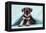 Miniature Schnauzer Puppy (6 Weeks Old)-null-Framed Premier Image Canvas