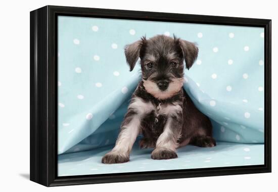 Miniature Schnauzer Puppy (6 Weeks Old)-null-Framed Premier Image Canvas