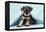 Miniature Schnauzer Puppy (6 Weeks Old)-null-Framed Premier Image Canvas