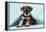 Miniature Schnauzer Puppy (6 Weeks Old)-null-Framed Premier Image Canvas