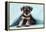 Miniature Schnauzer Puppy (6 Weeks Old)-null-Framed Premier Image Canvas