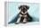 Miniature Schnauzer Puppy (6 Weeks Old)-null-Framed Premier Image Canvas