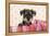 Miniature Schnauzer Puppy (6 Weeks Old)-null-Framed Premier Image Canvas