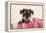 Miniature Schnauzer Puppy (6 Weeks Old)-null-Framed Premier Image Canvas