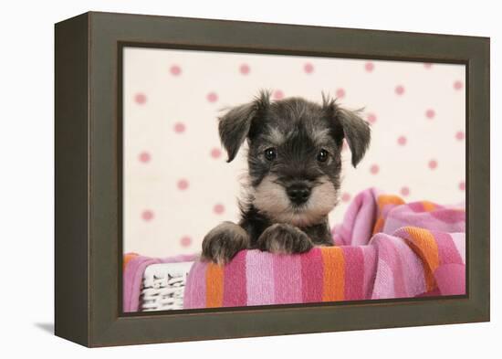 Miniature Schnauzer Puppy (6 Weeks Old)-null-Framed Premier Image Canvas