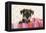 Miniature Schnauzer Puppy (6 Weeks Old)-null-Framed Premier Image Canvas