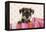 Miniature Schnauzer Puppy (6 Weeks Old)-null-Framed Premier Image Canvas