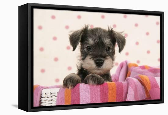 Miniature Schnauzer Puppy (6 Weeks Old)-null-Framed Premier Image Canvas