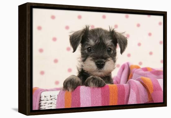 Miniature Schnauzer Puppy (6 Weeks Old)-null-Framed Premier Image Canvas