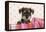 Miniature Schnauzer Puppy (6 Weeks Old)-null-Framed Premier Image Canvas