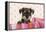 Miniature Schnauzer Puppy (6 Weeks Old)-null-Framed Premier Image Canvas