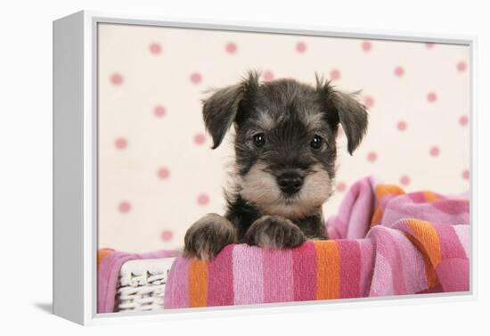 Miniature Schnauzer Puppy (6 Weeks Old)-null-Framed Premier Image Canvas