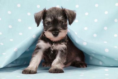 6 week old schnauzer puppies