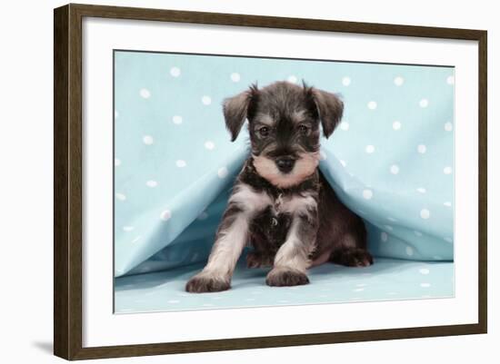 Miniature Schnauzer Puppy (6 Weeks Old)-null-Framed Photographic Print