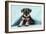 Miniature Schnauzer Puppy (6 Weeks Old)-null-Framed Photographic Print