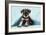 Miniature Schnauzer Puppy (6 Weeks Old)-null-Framed Photographic Print