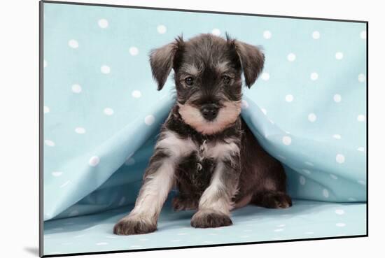 Miniature Schnauzer Puppy (6 Weeks Old)-null-Mounted Photographic Print