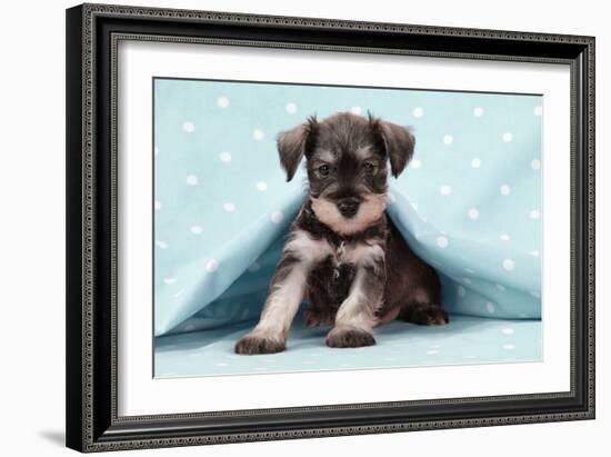 Miniature Schnauzer Puppy (6 Weeks Old)-null-Framed Photographic Print