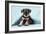 Miniature Schnauzer Puppy (6 Weeks Old)-null-Framed Photographic Print