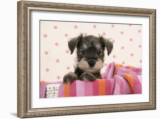 Miniature Schnauzer Puppy (6 Weeks Old)-null-Framed Photographic Print