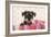 Miniature Schnauzer Puppy (6 Weeks Old)-null-Framed Photographic Print