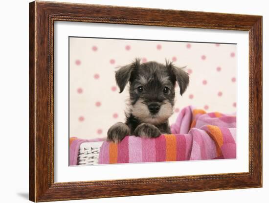 Miniature Schnauzer Puppy (6 Weeks Old)-null-Framed Photographic Print