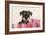 Miniature Schnauzer Puppy (6 Weeks Old)-null-Framed Photographic Print